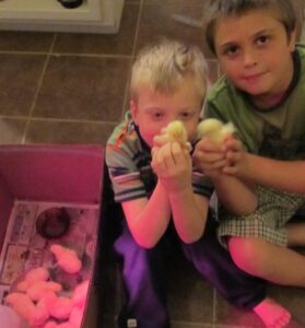 The Broiler Chicken Project Image